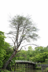 一本橋と木（bridge＆tree）