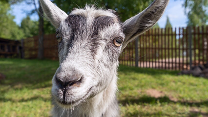 Head of a piebal young goat in the pasture. Animal nose close-up, selective focus. Goat looking at the camera.