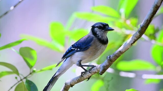 Close up of a Blue Jay bird perched on a branch