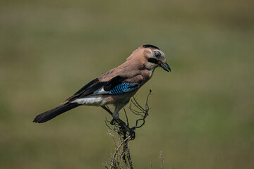Eurasian Jay (Garrulus glandarius) in its natural habitat