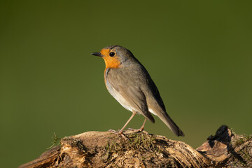 European robin sitting on a branch