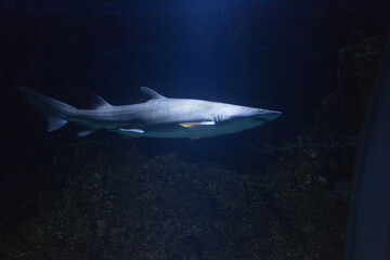 shark in the aquarium