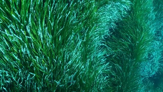 Close-up, school of little fishes swim in dense thickets of green marine grass Posidonia. Camera moving forwards вдоль green seagrass Mediterranean Tapeweed or Neptune Grass (Posidonia) Slow motion