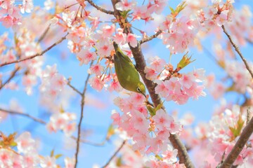 桜とメジロ