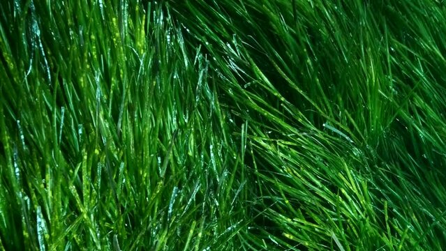 Close- up of dense thickets of green marine grass Posidonia in sunlight. Camera moving forwards in thickets green seagrass Mediterranean Tapeweed or Neptune Grass (Posidonia) Slow motion, Cyprus