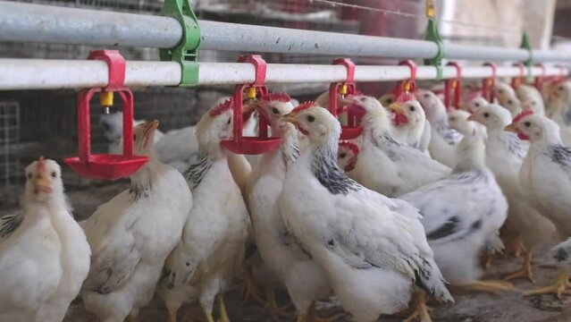 Adler Silver Chickens poultry drink water by nipple waterer system in farm