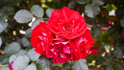 Rose, the queen of flowers, and splendor