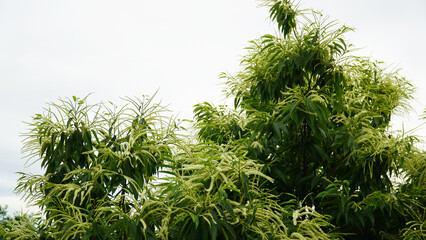 Chestnut flowers. Rich with scent
the amount of flowers