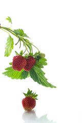 Ripe juicy red strawberry on white background