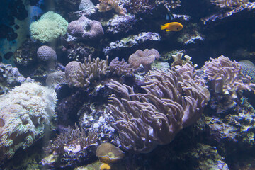 coral reef with fish