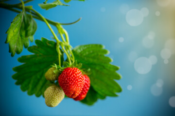 Ripe juicy red strawberry on blue background