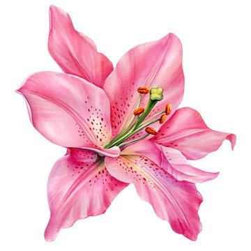 Pink lily flower on isolated white background, watercolor illustration