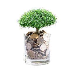 Tree plumule leaf on save money coins, Business finance saving banking investment concept.