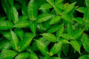 花が咲いたセンリョウが雨に濡れる