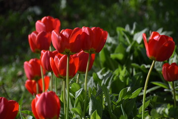 The first tulips in spring, Sainte-Apolline, Québec, Canada