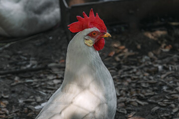 Close-up of a white chicken with a bright red crest and a beard hanging from under its beak. White free-range chicken on a sunny day in the shade. The head of a white chicken outdoors in the grass.