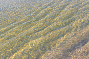 Seashells in The Sand Below The Clear Water on Marco Island Beach, Marco Island, Florida, USA