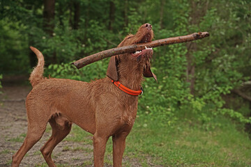 Water games at the lake with a Magyar Vizsla wirehair .