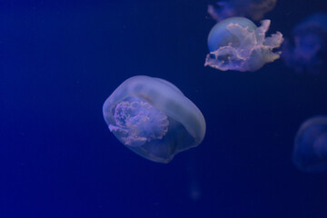 jelly fish in aquarium