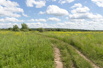 Summer rural landscape. Green and yellow meadow with tall grass, blue sky with white clouds. Sunny day.