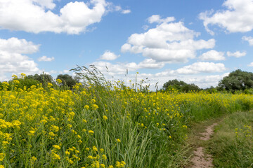 Summer rural landscape. Green and yellow meadow with tall grass, blue sky with white clouds. Sunny day.