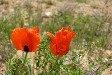 Poppy flowers, new blooming in nature, red -black poppy flowers,