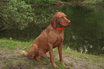 Water games at the lake with a Magyar Vizsla wirehair .