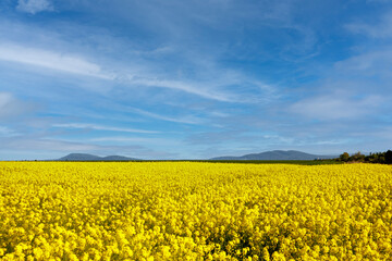 Fields with blooming rapeseed under cloudy sky