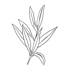 Black outline mediterranean olive branch and leaves, wedding invitation element illustration