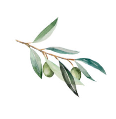 Watercolor olive branch with green fruits and green leaves illustration