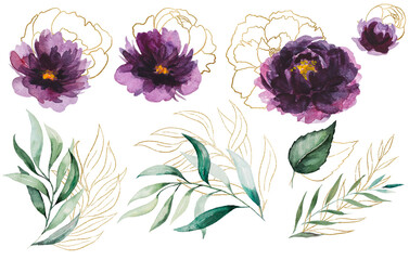 Watercolor Purple and golden peonies flowers and garden leaves illustration elements