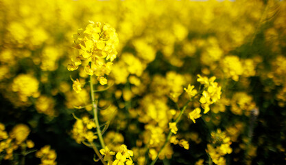 Close-up on flowers of rapeseed against background of leaves in sunshine