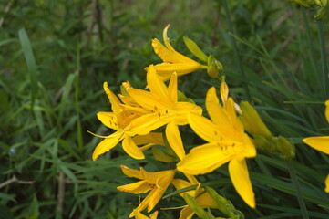 yellow daffodil flower