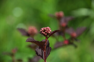 a beautiful floral inflorescence .buds on a twig