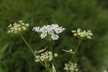 flowers in the grass
