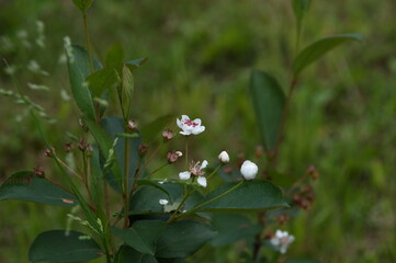 flowers in the grass