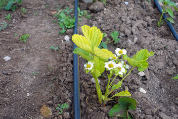 Yellowed strawberry plants, blossoming strawberry plants, because of iron deficiency,