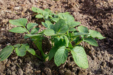 Young green potato sprouts in the spring on the field