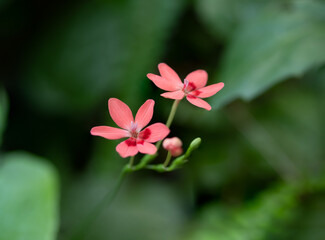 Obraz na płótnie Canvas 赤いヒメヒオウギの花 