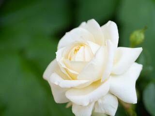 純白の白いバラ
