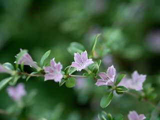 星型の可愛らしい花のハクチョウゲ
