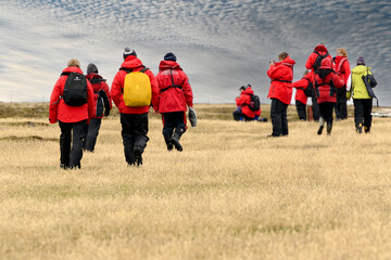 Tourists hiking the northern part of Bleaker Island (part of the Falkland Islands) in search of...