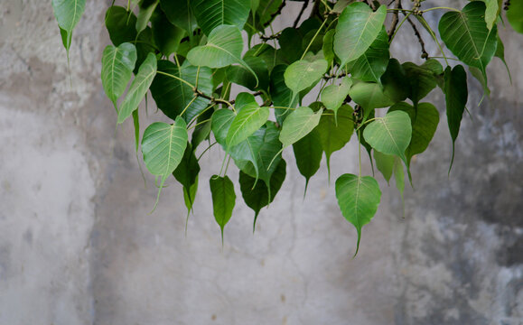 Bodhi pipal tree Tree Leaves,Ficus religiosa L,Pipal Tree, Bohhi Tree, Bo Tree, Peepul ,