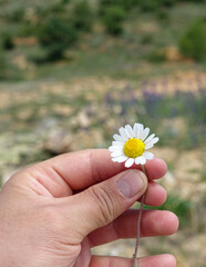 A person has a daisy flower in his hand, a person who breaks the leaves of chamomile flowers,