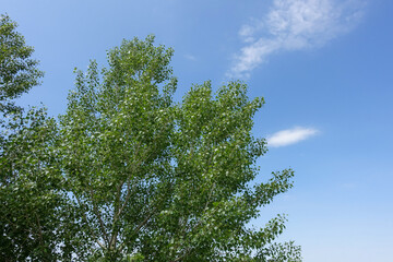 Poplar tree cotton causing allergies in humans, poplar tree cotton flying in the air,