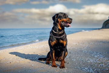 Rottweiler dog sits on the beach against the backdrop of the sea