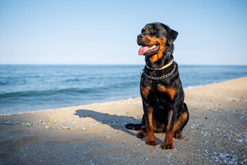 Rottweiler dog sits on the beach against the backdrop of the sea