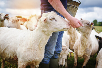 Hand fed sheep are happy sheep. Shot of a male farmer feeding a herd of sheep on a farm.