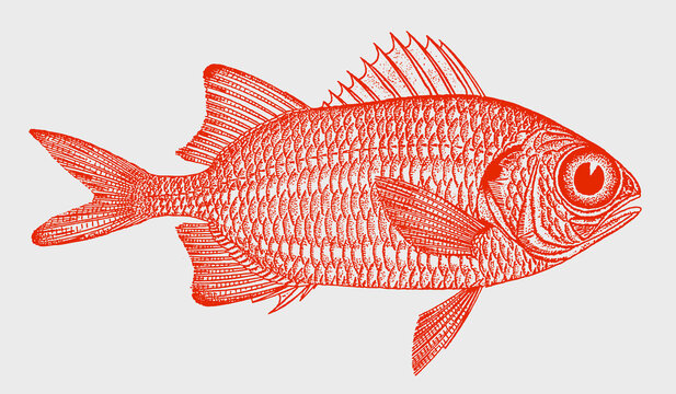 Scarlet soldierfish myripristis pralinia, tropical marine fish in side view