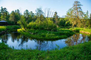 Fototapeta na wymiar a quiet river in a beautiful summer forest.
